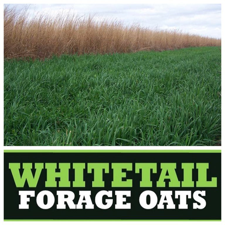 RWWP Forage Oats